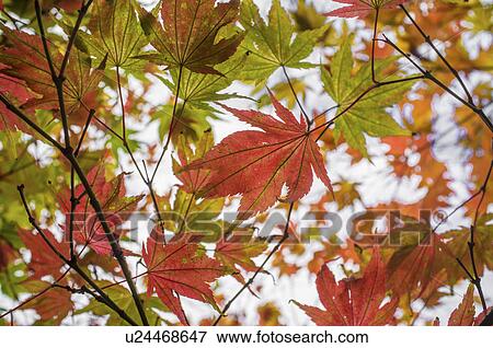 Close up of autumn leaves on tree View Large Photo Image Stock Photo - Close up of autumn leaves on tree. Fotosearch