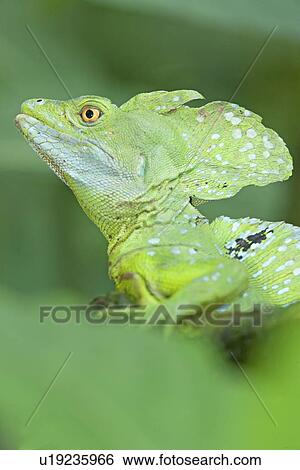 Close up of basilisk lizard (Basiliscus plumifrons), Costa Rica View Large Photo Image Stock Photograph - Close up of basilisk lizard (Basiliscus plumifrons), Costa Rica. Fotosearch