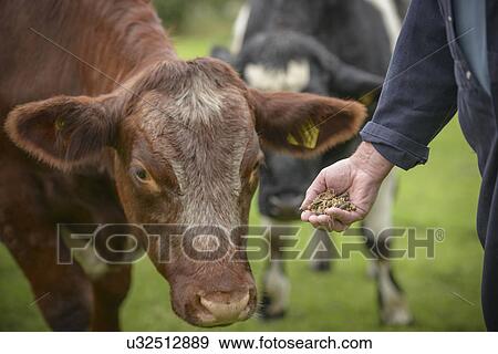Stock Photo - Close up of farmer feeding cattle by hand. Fotosearch