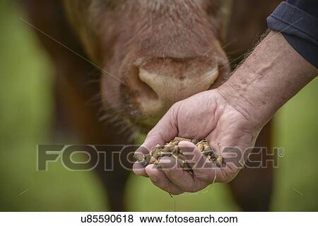 Stock Photo - Close up of farmer feeding cattle by hand. Fotosearch