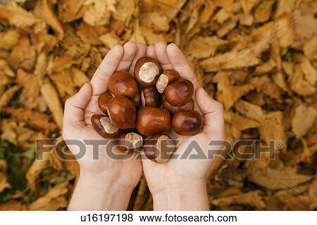 Stock Photo - Close up of female hands in autumn park holding conkers. Fotosearch