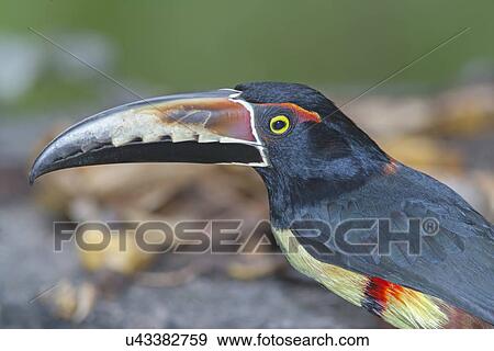 Close up of Fiery-billed Aracari (Pteroglossus frantzii) Sarapiqui, Costa Rica View Large Photo Image Stock Photo - Close up of Fiery-billed Aracari (Pteroglossus frantzii) Sarapiqui, Costa Rica. Fotosearch