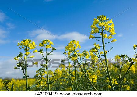 Stock Photo - Close up of oil seed rape plant in blossom. Fotosearch