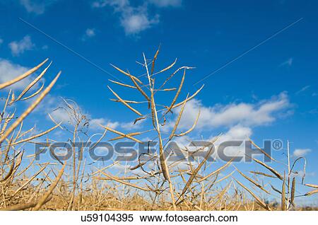 Stock Photography - Close up of oil seed rape plant. Fotosearch
