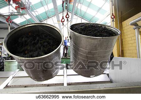 Containers of grapes in industrial wine cellar View Large Photo Image Stock Photography - Containers of grapes in industrial wine cellar. Fotosearch