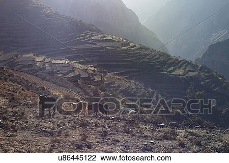 Stock Image - Cows on mountain side, Colca Canyon, Peru. Fotosearch