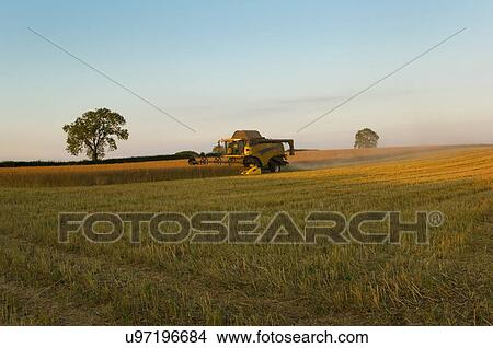 Picture - Crop field of oil seed rape and combine harvester. Fotosearch