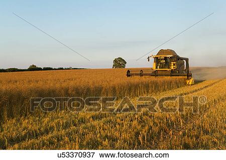 Crop field of oil seed rape cut by combine harvester View Large Photo Image Stock Photo - Crop field of oil seed rape cut by combine harvester. Fotosearch