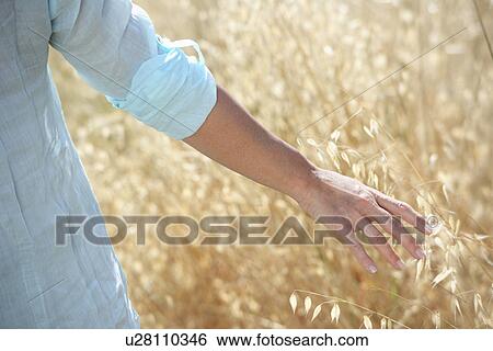 Cropped image of woman's hand in corn field View Large Photo Image Stock Photograph - Cropped image of woman's hand in corn field. Fotosearch