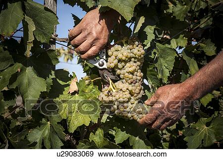 Cutting white grapes View Large Photo Image Stock Photo - Cutting white grapes. Fotosearch