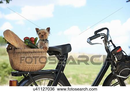 Dog and vegetables in basket of electric bike View Large Photo Image Stock Photograph - Dog and vegetables in basket of electric bike. Fotosearch
