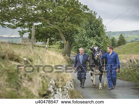 Farmer and son leading dairy cow on road View Large Photo Image Stock Photo - Farmer and son leading dairy cow on road. Fotosearch