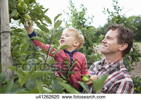 Farmer and son picking apples from tree in orchard View Large Photo Image Stock Image - Farmer and son picking apples from tree in orchard. Fotosearch