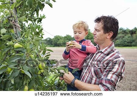 Stock Photo - Farmer and son picking apples from tree in orchard. Fotosearch