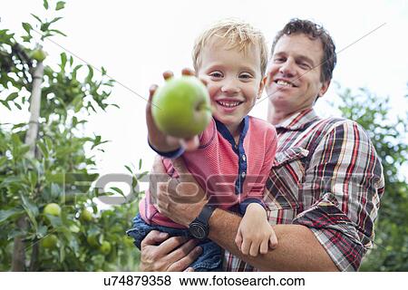 Stock Photo - Farmer and son picking apples from tree in orchard. Fotosearch
