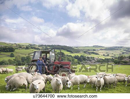 Farmer in tractor with son watching sheep in field View Large Photo Image Stock Image - Farmer in tractor with son watching sheep in field. Fotosearch