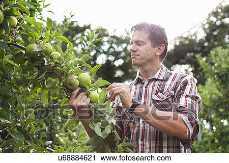 Farmer standing in apple orchard View Large Photo Image Stock Image - Farmer standing in apple orchard. Fotosearch