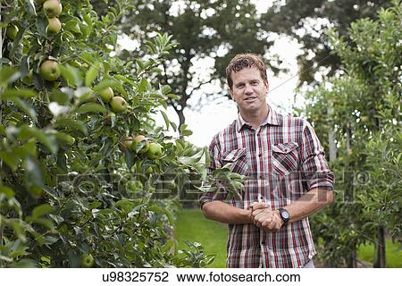 Farmer standing in apple orchard View Large Photo Image Stock Image - Farmer standing in apple orchard. Fotosearch