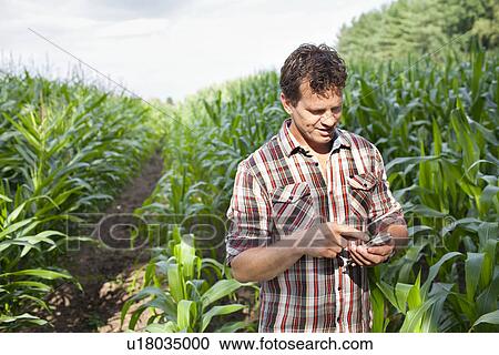 Stock Image - Farmer standing in field of crops using smartphone. Fotosearch