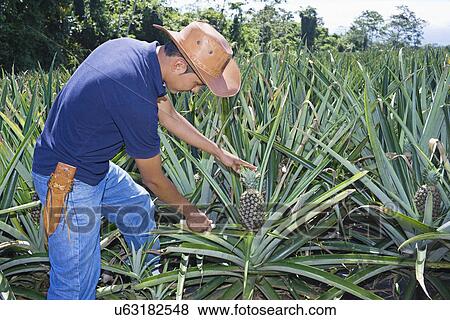 Stock Photo - Farmer tending pineapple plants, Costa Rica, Central America. Fotosearch