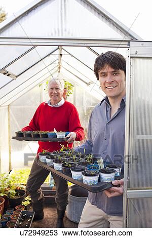 Stock Image - Father and adult son holding plants in greenhouse. Fotosearch