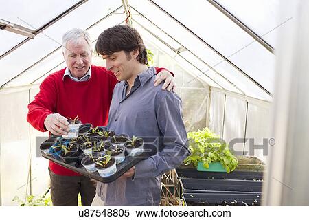 Stock Photography - Father and adult son holding plants in greenhouse. Fotosearch