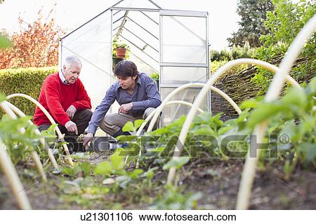 Father and adult son planting in garden View Large Photo Image Stock Photograph - Father and adult son planting in garden. Fotosearch