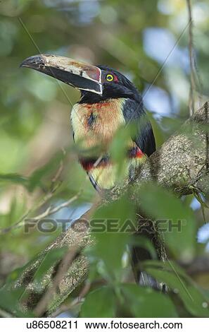 Stock Image - Fiery-billed aracari (Pteroglossus frantzii) in tree, Sarapiqui, Costa Rica. Fotosearch