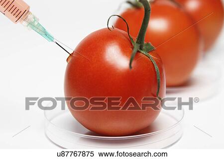 Food research: Syringe injecting red liquid into a tomato View Large Photo Image Stock Photography - Food research: Syringe injecting red liquid into a tomato. Fotosearch