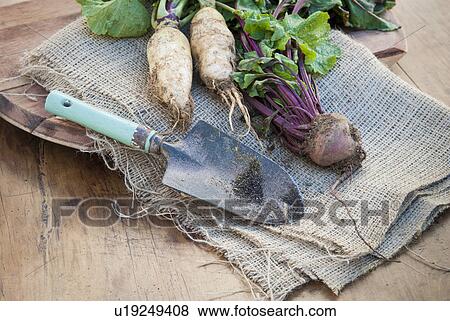 Freshly dug root vegetables lying on hessian with trowel View Large Photo Image Stock Photo - Freshly dug root vegetables lying on hessian with trowel. Fotosearch