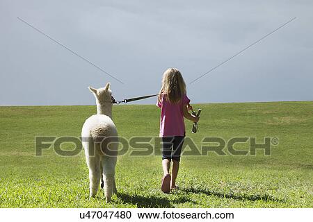 Girl walking alpaca View Large Photo Image Stock Image - Girl walking alpaca. Fotosearch