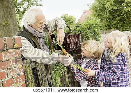 Grandfather and grandchildren by gate with carrots View Large Photo Image Stock Image - Grandfather and grandchildren by gate with carrots. Fotosearch