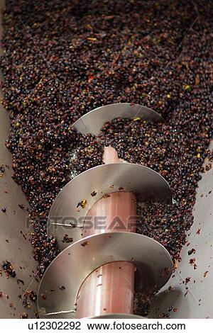 Grapes in crusher at industrial wine cellar View Large Photo Image Stock Image - Grapes in crusher at industrial wine cellar. Fotosearch
