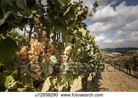 Grapes on vine, Siena, Valle Orcia, Tuscany, Italy View Large Photo Image Stock Image - Grapes on vine, Siena, Valle Orcia, Tuscany, Italy. Fotosearch