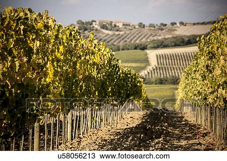 Grapevines in field, Siena, Valle Orcia, Tuscany, Italy View Large Photo Image Stock Image - Grapevines in field, Siena, Valle Orcia, Tuscany, Italy. Fotosearch