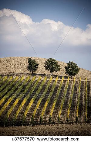 Grapevines in field, Siena, Valle Orcia, Tuscany, Italy View Large Photo Image Stock Image - Grapevines in field, Siena, Valle Orcia, Tuscany, Italy. Fotosearch