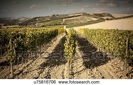 Grapevines in field, Siena, Valle Orcia, Tuscany, Italy View Large Photo Image Stock Photograph - Grapevines in field, Siena, Valle Orcia, Tuscany, Italy. Fotosearch