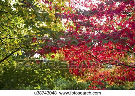 Green and red leaves on trees View Large Photo Image Stock Photo - Green and red leaves on trees. Fotosearch