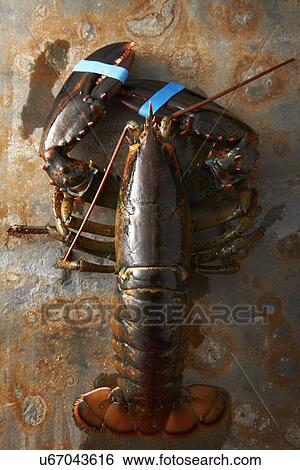 Stock Photograph - Lobster with claws taped. Fotosearch
