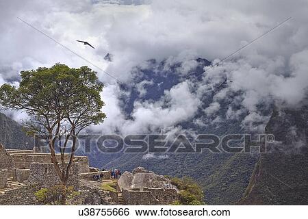 Machu PIcchu, Peru View Large Photo Image Stock Photograph - Machu PIcchu, Peru. Fotosearch