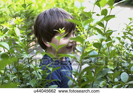 Male toddler hiding in garden hedge View Large Photo Image Stock Image - Male toddler hiding in garden hedge. Fotosearch