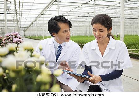 Man and woman with rows of plants growing in greenhouse View Large Photo Image Stock Image - Man and woman with rows of plants growing in greenhouse. Fotosearch