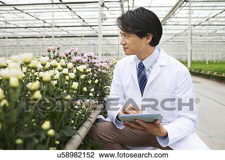 Man crouching in front of rows of plants growing in greenhouse, holding tablet View Large Photo Image Stock Image - Man crouching in front of rows of plants growing in greenhouse, holding tablet. Fotosearch