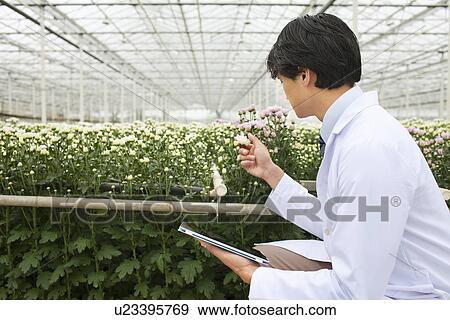 Man crouching in front of rows of plants growing in greenhouse, holding tablet View Large Photo Image Stock Photo - Man crouching in front of rows of plants growing in greenhouse, holding tablet. Fotosearch