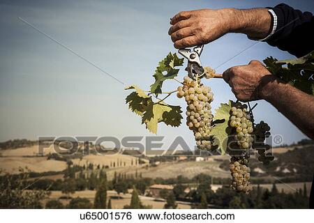 Man harvesting grapes, Siena, Valle Orcia, Tuscany, Italy View Large Photo Image Stock Photograph - Man harvesting grapes, Siena, Valle Orcia, Tuscany, Italy. Fotosearch