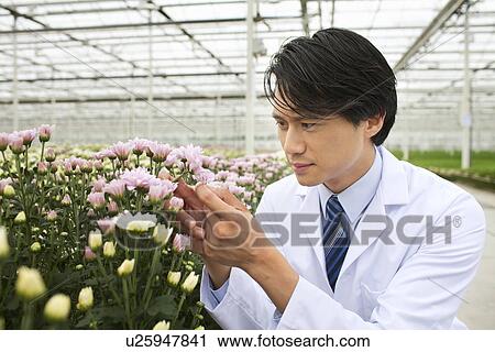 Man looking at plants growing in greenhouse View Large Photo Image Stock Image - Man looking at plants growing in greenhouse. Fotosearch