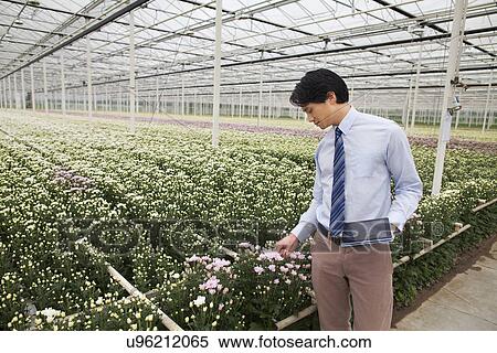 Stock Photography - Man looking at rows of plants growing in greenhouse. Fotosearch