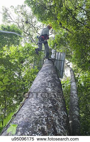 Man rappelling down tree in rainforest, Costa Rica, Central America View Large Photo Image Stock Photography - Man rappelling down tree in rainforest, Costa Rica, Central America. Fotosearch