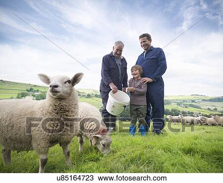 Mature farmer, adult son and grandson feeding sheep in field View Large Photo Image Stock Image - Mature farmer, adult son and grandson feeding sheep in field. Fotosearch