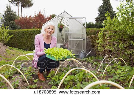 Mature woman holding plants in garden View Large Photo Image Stock Photography - Mature woman holding plants in garden. Fotosearch